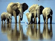 Слоны и слоники