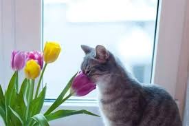 1 марта первый день весны, день кошек