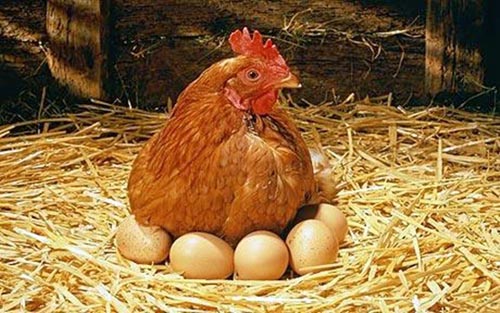 Всемирный день яйца -2-я пятница октября