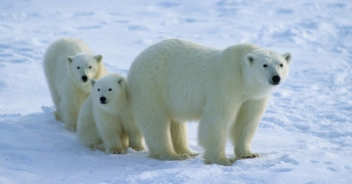 27 февраля Международный день полярного (белого) медведя