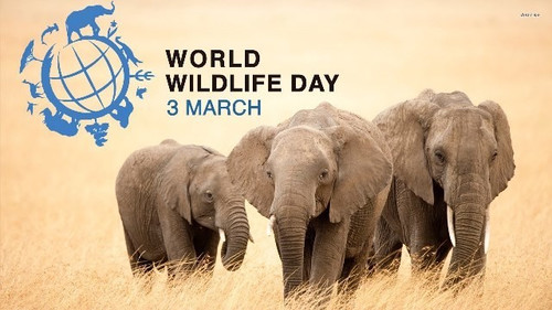 3 марта Всемирный день дикой природы