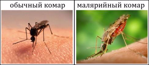 25 апреля Всемиргый день борьбы с малярией