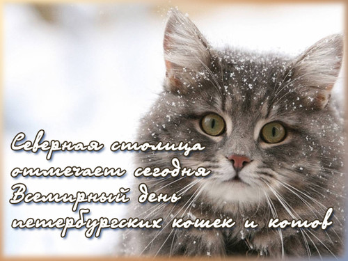 8 июня Всемирный день петербургского кота