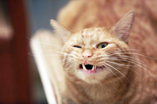 8 июня Всемирный день петербургского кота