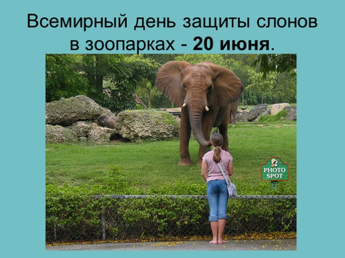 20 июня Всемирный день защиты слонов