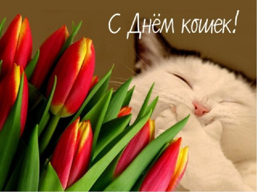 8 августа Всемирный день кошек