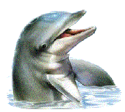 Дельфины и обитатели морей