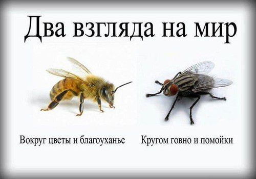Два взгляда на мир, пчелы и мухи