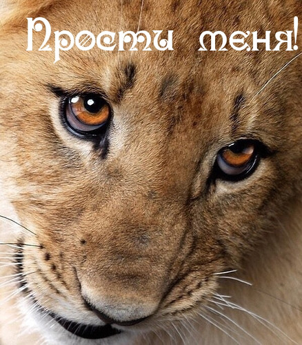 Прости, не обижайся!