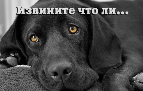 Прости, не обижайся!