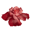 Роза распустилась