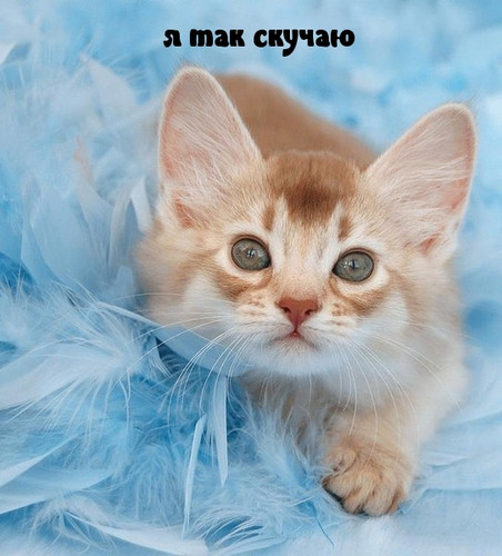 Скучаю, тоскую!