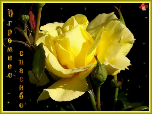 Спасибо. Благодарю