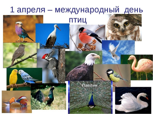 Открытки 1 апреля Международный день птиц