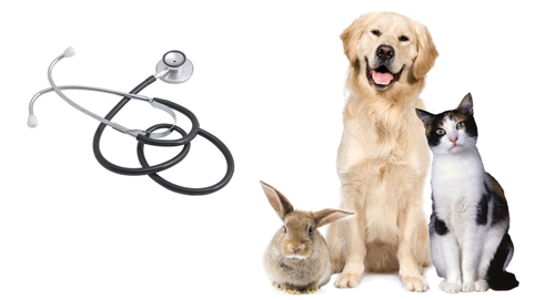 27 апреля Международный день ветеринара