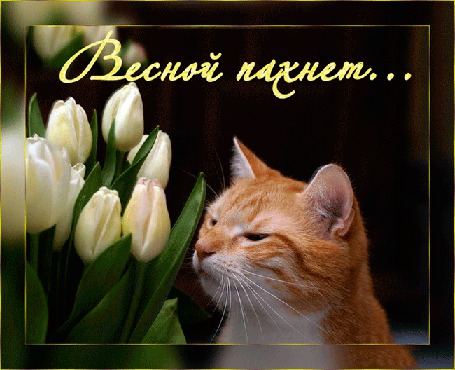 1 марта первый день весны, день кошек