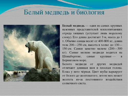 27 февраля Международный день полярного (белого) медведя