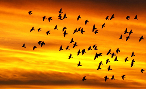 10 мая Всеминый день перелетных птиц