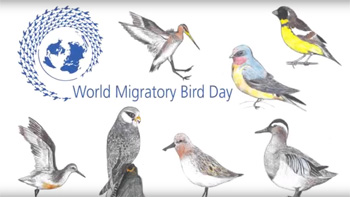 10 мая Всеминый день перелетных птиц