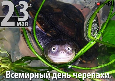 23 мая Всемирный день черепахи