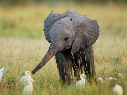 20 июня Всемирный день защиты слонов