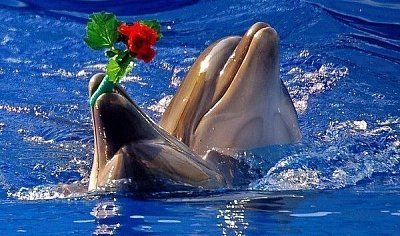 23 июля Всемирный день китов и дельфинов