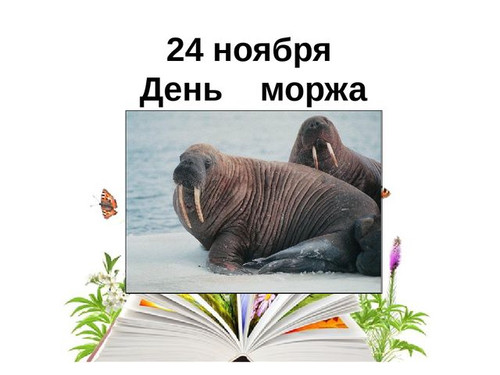 24 ноября День моржа России