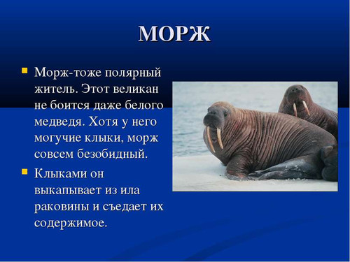 24 ноября День моржа России