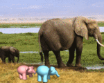 Караван слонов