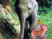 Слон со слоником
