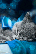 Сладко спит серенький котенок