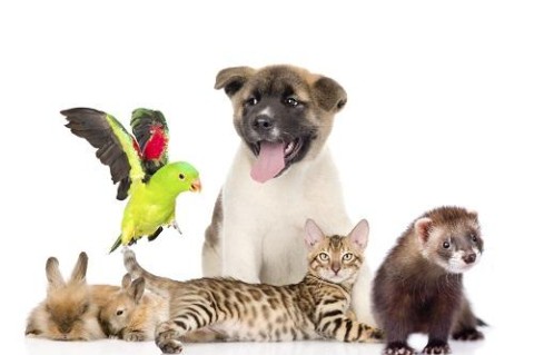 30 ноября Всемирный день домашних  животных