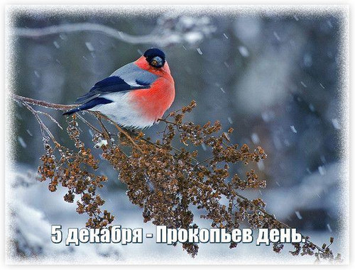 5 января Прокопьев день