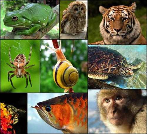 Открытка. Международный день биологического разнообразия!
