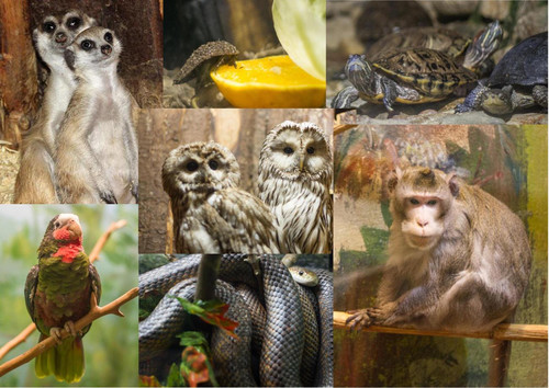 29 декабря Международный день биологического разнообразия