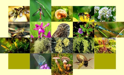 Картинка- Международный день биологического разнообразия