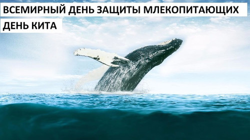 19 февраля Всемирный день защиты морских млекопитающих